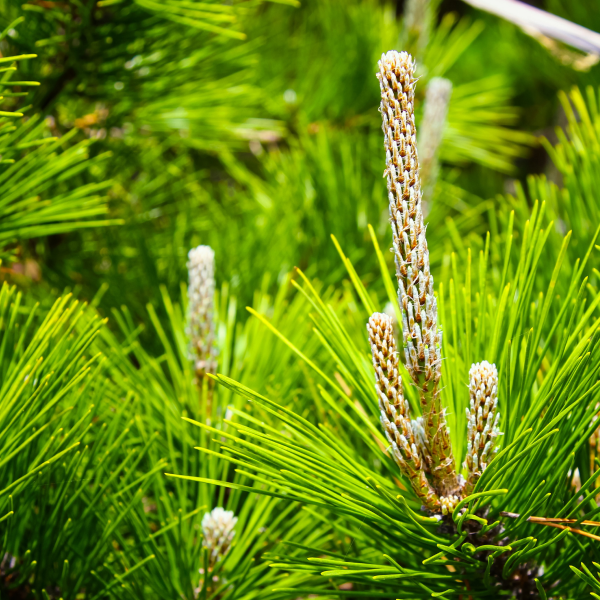 How to regrow a forest